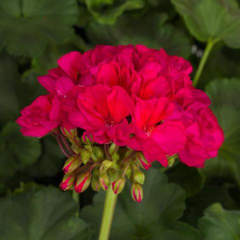 Pelargonium Tango Neon Purple, magenta-purple flower cluster