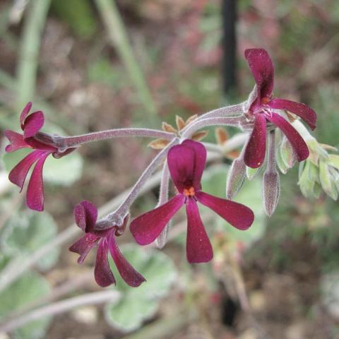 Pelargonium sidoides, narrow 4-petaled burgundy flowers