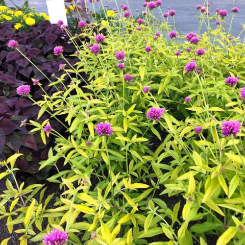 Gomphrena Cosmic Flare, yellow green leaves with small magenta flowers