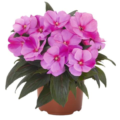 Impatiens Magnum Lavender Slash, flat pink flowers with darker splashes