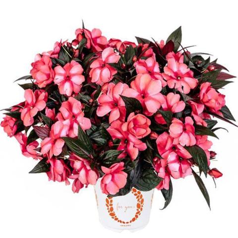 Impatiens Magnum Rose Star, flat two-tone pink flowers with darker splashes
