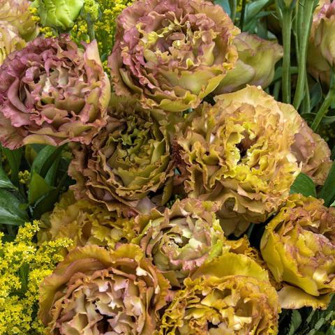 Lisianthus Rosanne 1 Brown, double light green to tan flowers