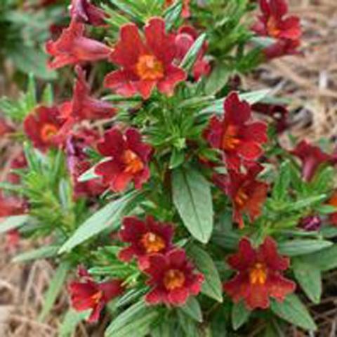 Mimulus Mai Tai Red, red flowers with orange throats