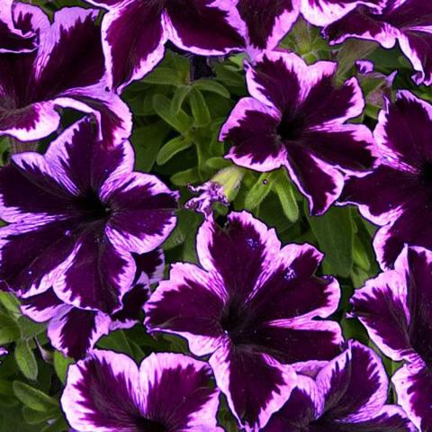 Petunia Crazytunia Cosmic Violet, dark purple singles with lavender edges