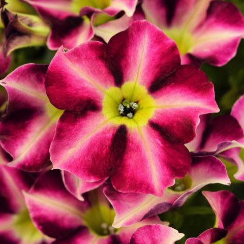 Crazytunia petunia Star Fruit, dark red to light pink with yellow eye - like a star fruit