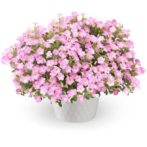 Petunia Itsy Pink, many small light pink flowers