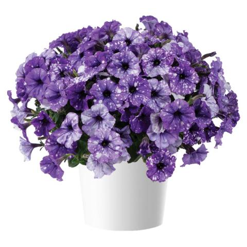 Petunia Splash Dance Moonwalk, varying shades of blue-purple petunias speckled with white