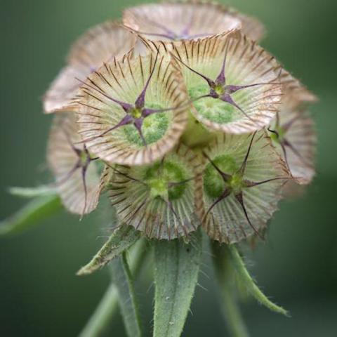 Scabiosa stellata, papery light green and buff circles arranged in a globe