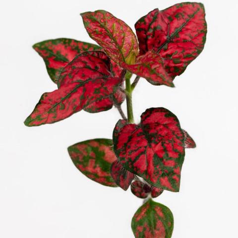 Hypoestes Lotty Dotty Red, red leaves with green spots and edges