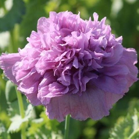 Papaver somniferum Lavender Double, blue-lavender very double flower