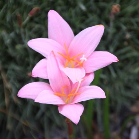 Zephyranthes robusta, light pink open flowers that look like lilies