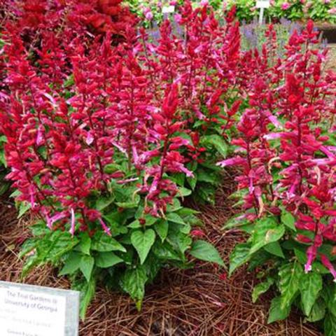 Salvia Grandstand Red Lipstick Pink, upright stems of red flowers