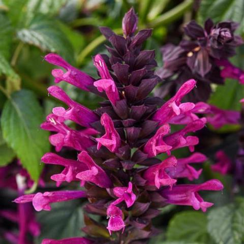 Salvia Plum Crazy, red-violet tubular flowers on purple-black bracts