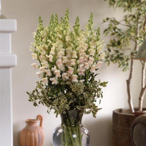 Antirrhinum Maryland Appleblossom, upright light pink flowers in a vase