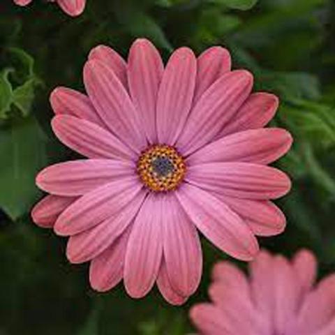 Osteospermum Zion Rose Surprise, pink daisy