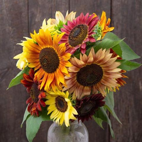 Helianthus Fireworks Blend, sunflowers with petals in yellow blending to burnt orange