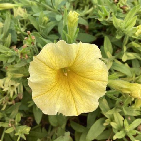 Petchoa Premium Caliburst Yellow, yellow petunia-like flower with whitish edge