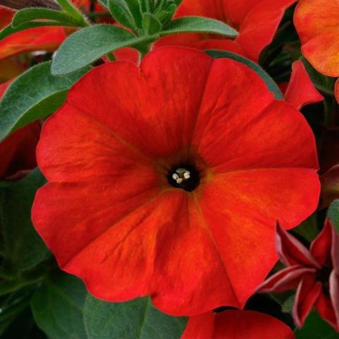 Petchoa Premium Red Maple, bright red open petunia-like flower