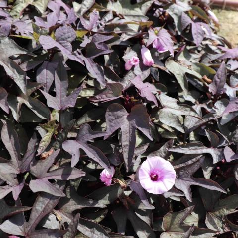 Ipomoea FloraMia Nero, purple-black leaves and lavender morning glory-like flower