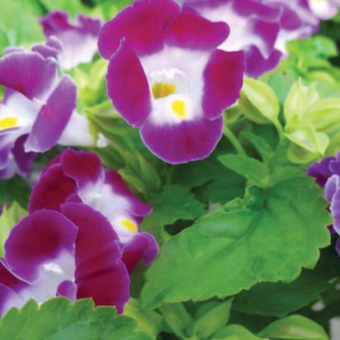 Torenia Kauai Magenta, dark magenta petals with a white throat