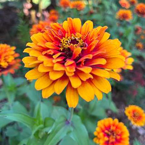 Zinnia Zowie Yellow Flame, bicolor gold and dark red