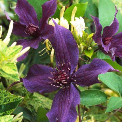 Clematis Guiding Promise, dark purple 4-petaled flower, somewhat twisted