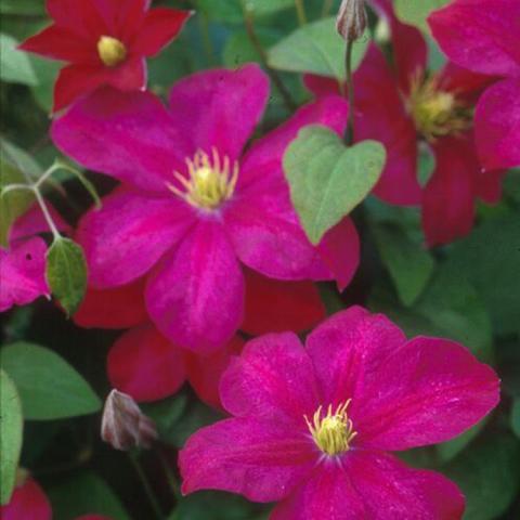 Clematis Madame Edouard Andre, dark fuchsia single, flat-faced