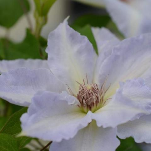 Clematis Boulevard Tranquilité, white single with wide ruffled petals