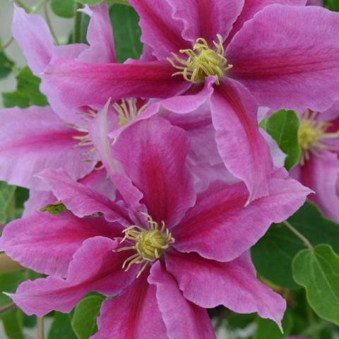 Boulevard Vicki, dark to lighter pink cupped single flowers