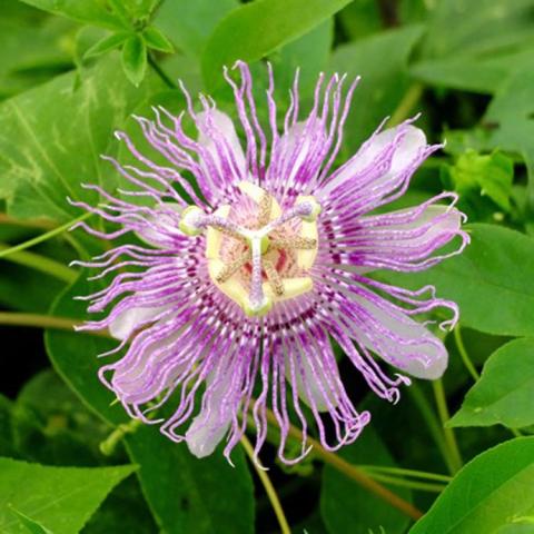 Passiflora PinkPop, tropical-looking pink lavender flower