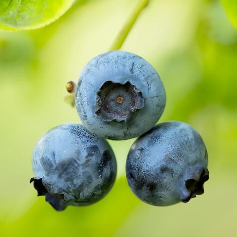 Vaccinium Blue Crop, three blueberries in a cluster