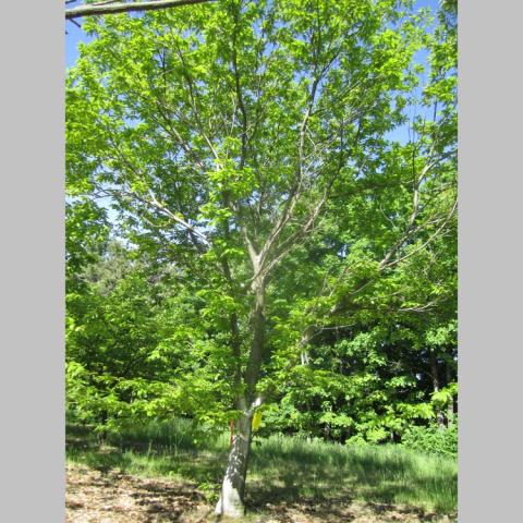 Castanea Colossal, green tree