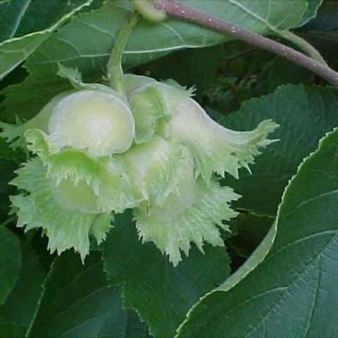 Corylus americana, nuts in clusters hanging on a hazel shrub