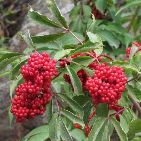 Sambucus racemosa, clusters of red berries and long green leaves