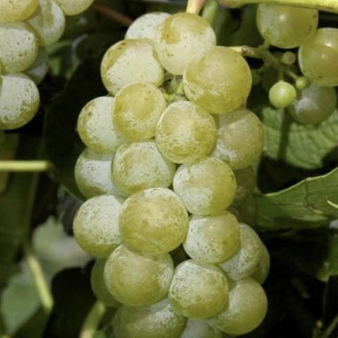 Vitis Brianna, long cluster of green grapes