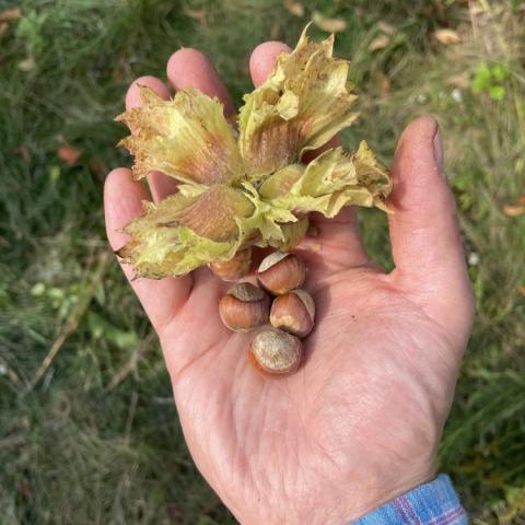 Corylus Guinevere, nuts in a hand showing size