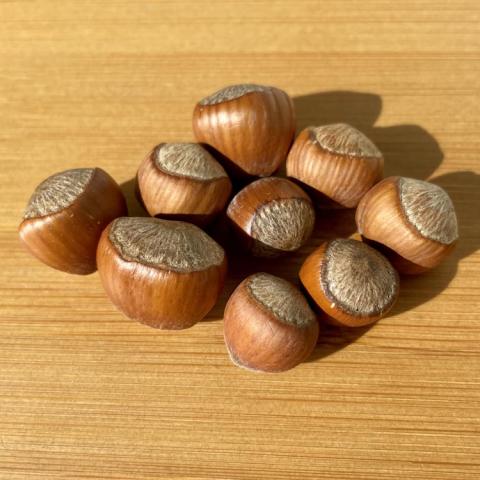Corylus hybrid nuts mixed sizes