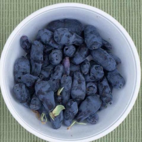 Lonicera Boreal Beast, long blue berries in a white bowl