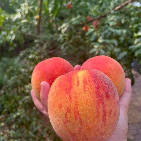 Prunus Contender, three peaches held in front of a peach tree