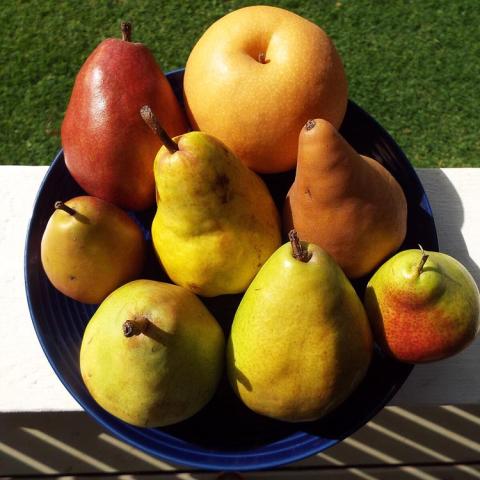 Pyrus 4-in-1 multiway hardy, multiple kinds of pears in a bowl