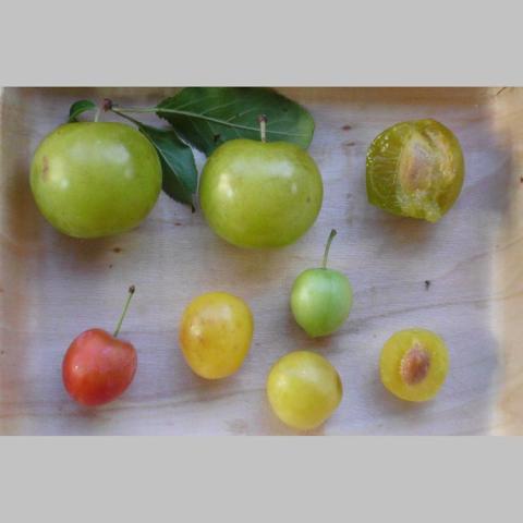 Prunus 4-in-1 multiway hardy plums, multiple kinds of plums