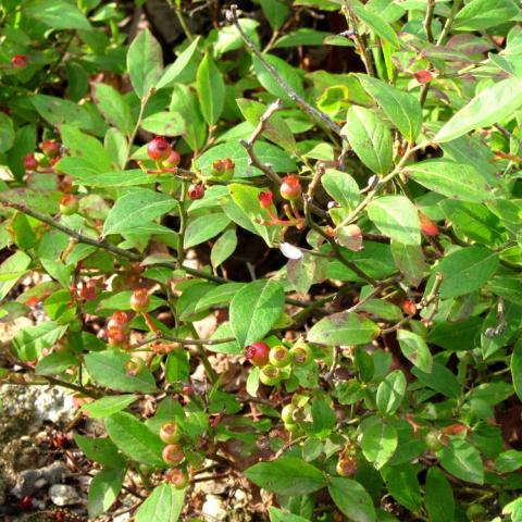 Amelanchier humilis, green leafy shrub