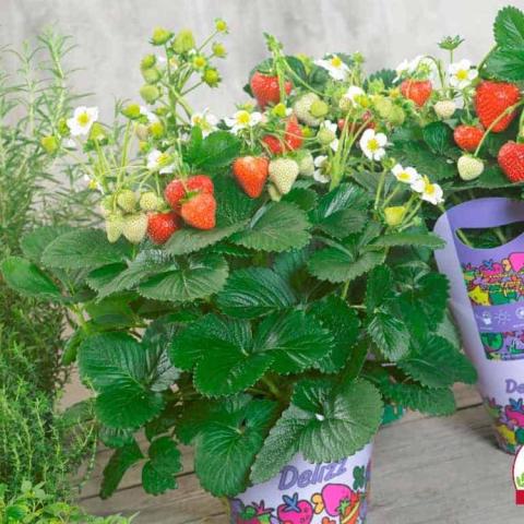 Fragaria Delizz, red fruits on a green plant