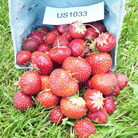 Fragaria Flavorfest, pile of red strawberries