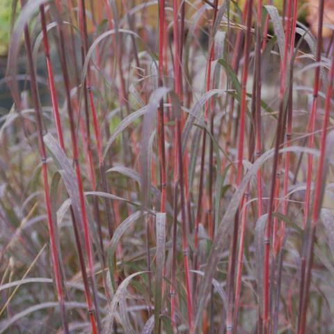 Big Bluestem Holy Smoke, red fall color on the upright grass stems