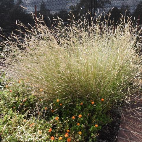 Bouteloua Blonde Ambition, sun through wispy clump of summer/fall grass