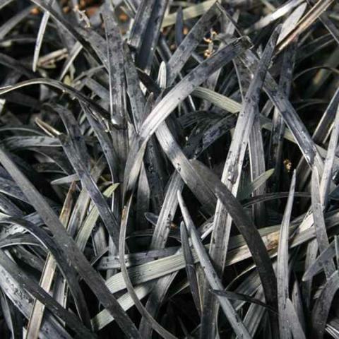 Ophiopogon Nigrescens, black shiny blades of grass