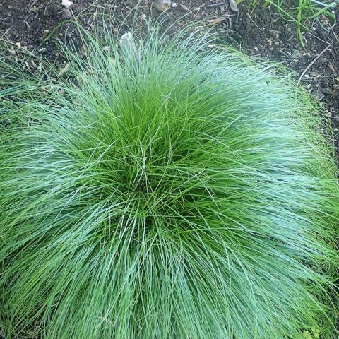 Carex rosea, arched mop of green grassy stems