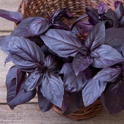 Ocimum Prospera Red, very dark purple-red leaves