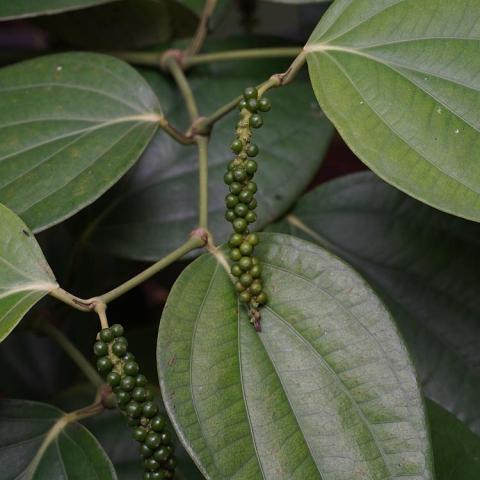 Piper nigrum, green striated leaves and dangling unripe green pepper corns